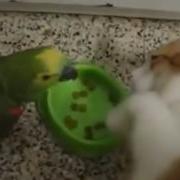 Попугай Хамит За Завтраком Коту И Получает За Это