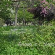 Johann Sebastian Bach Arioso In F Major