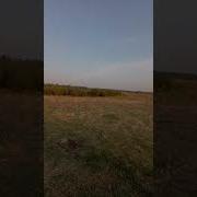 Кукушка Кукует