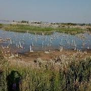 Звуки Болотных Птиц