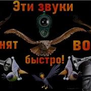 Звук Испуганный Ворон