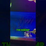 Squid Asmr Fails