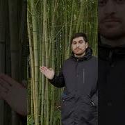 Я Непобедим Квн