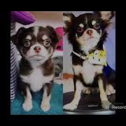 Текст Песни Magic Pets Подпевай Мне Чит Описание