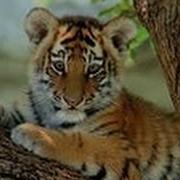 Детская Песенка Тигренка Tiger Boo