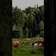 Песня Люблю Деревню Раздолье Русское