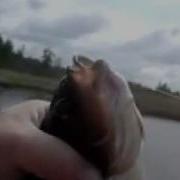 Здоровенный Язь 1 Час
