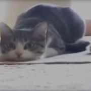 Кот Танцует Под Музыку Выгу Выгу