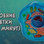Органоиды Клетки И Их Функция