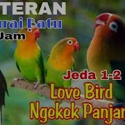 Masteran Murai Lovebird Jeda
