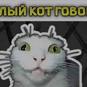 Белый Кот Мем