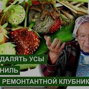 Ягода Клубника