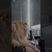 Котик Любит Умываться