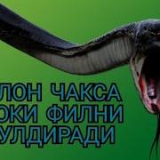 Энг Хавфли Илон Кора Мамба