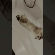 Котик Ты Как Наркотик Котик