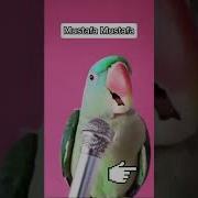 Мустафа Мустафа Песн