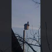 Пение Скворца Весной