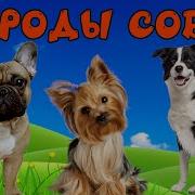 Звуки Мультик Они Маленькие Собачки