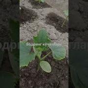 Иссиқхонада Бодринг Етиштириш Сирлари