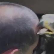 Фаридуни Хуршед Ба Саг Нон Додаму Саг Токат Токат Мекунад
