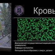 Кровь Лекция