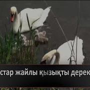 Құстар Туралы Қызықты Деректер