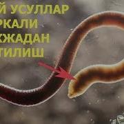 Табиий Усуллар Оркали Гижжадан Кутилиш