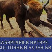 Хабургаев В Натуре