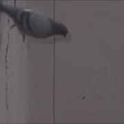 You Have To Say That You Re Fine Suicidal Pigeon Vine