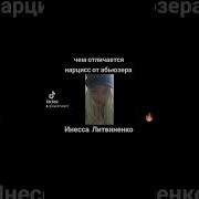 Литвиненко Нарциссической Расстройство Личности И Абьюз