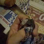 Летучая Мышь В Москве