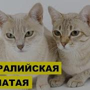 Минус О Керл Смоки