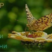 Бахор Омад Садои Булбул Омад