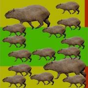 Я Капибара Я Пушистая Как Мышка 1 Час