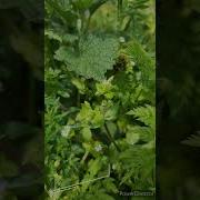 Мавлави Ахмад Сурат Фотиха