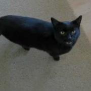 Reaction To Cyriak Meow Mix