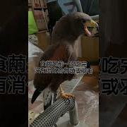山鹰直播