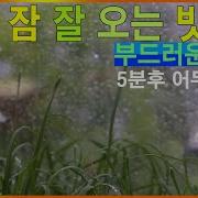비도우견비도
