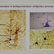 Аналитико Синтетическая Деятельность Мозга