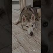 Хаски Хаски Я Сибирский Хаски Я Бандит И Я Не Сплю Глазки
