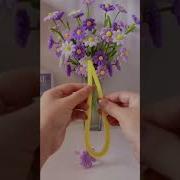 木槿老师 小雏菊的使用技巧和护理方式