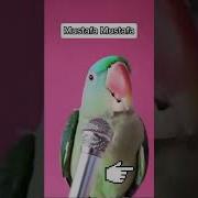 Мустафаа Мустафаа