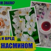Чай С Жасмином