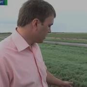 Илове Дурман