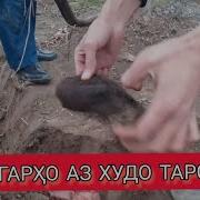 Додари Киёмати