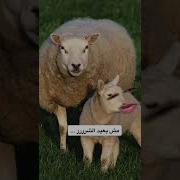 اصحوا يا ساده اصحوا يا ساده اصحوا كالعاده