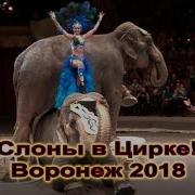 Слоны В Цирке Воронеж 2018 Часть 1