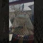 Перепелка Поет