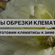 Група Крапива