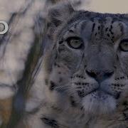 Ghost Snow Leopard